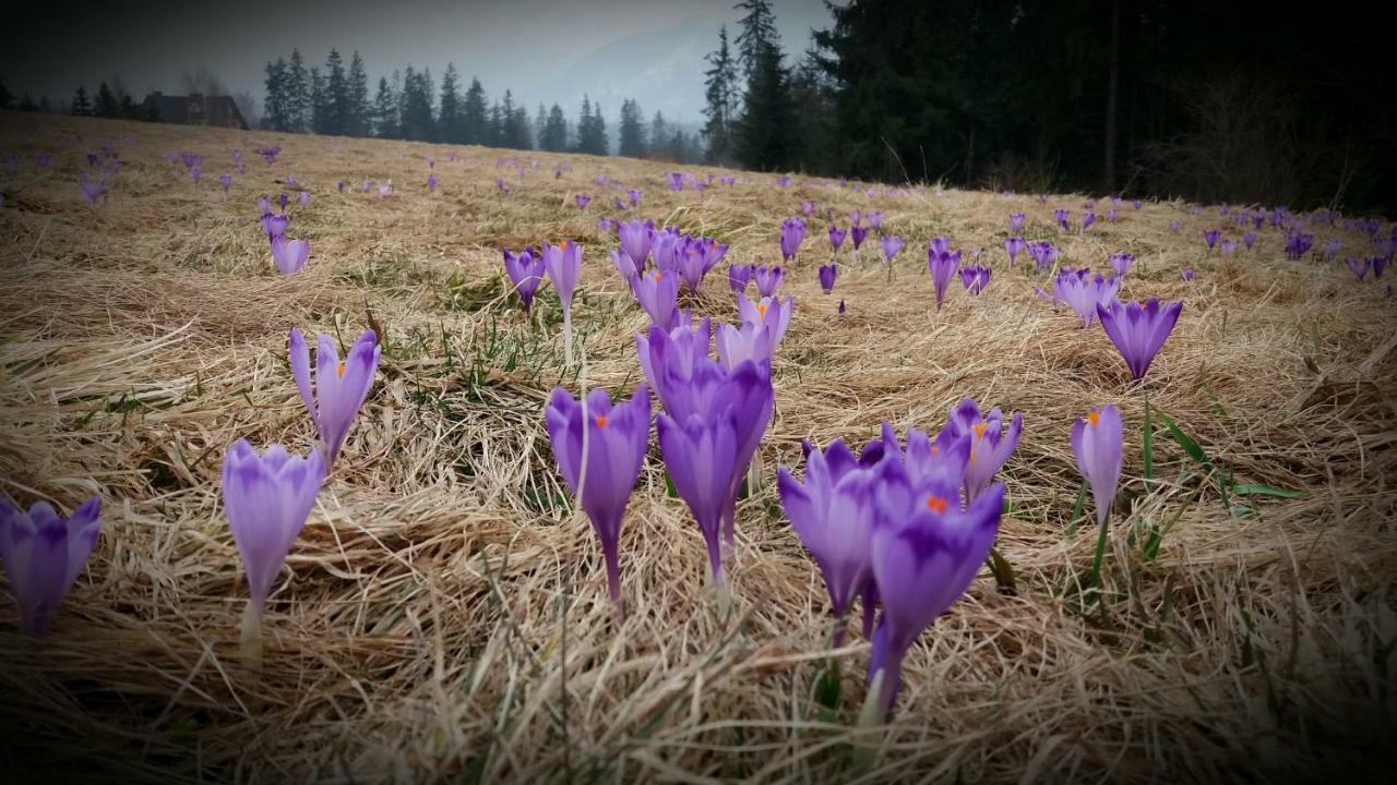 Spanie po Zbóju Kościelisko Exterior foto